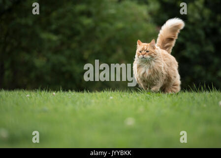 Gatto norvegese Foto Stock