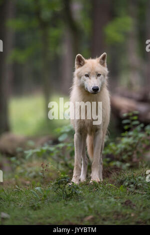 Arctic Wolf, Canis lupus Foto Stock