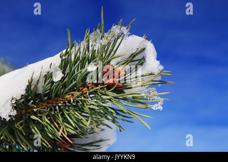 Rami di abete cosparso leggermente con la neve in gennaio Foto Stock