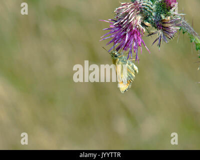 Essex Skipper Butterfly Foto Stock