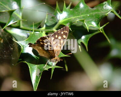 Punteggiate di farfalle di legno appoggiata su Holly Foto Stock