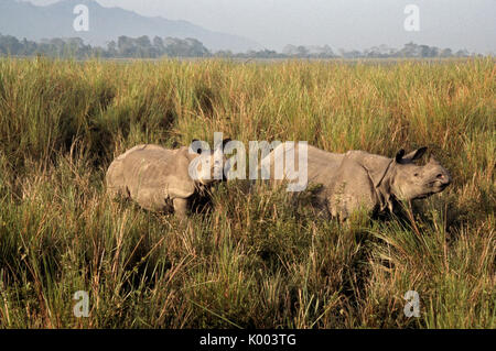 Asiatico-cornuto rinoceronte con vitello, il Parco Nazionale di Kaziranga, Assam, India Foto Stock