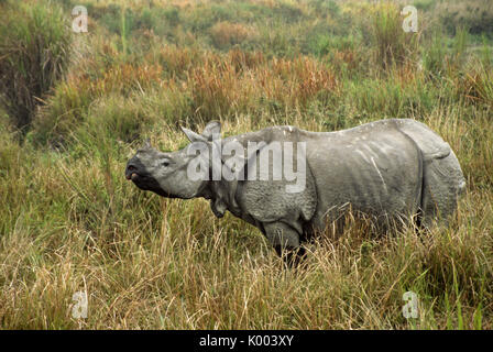 Asiatico-corno di rinoceronte, il Parco Nazionale di Kaziranga, Assam, India Foto Stock