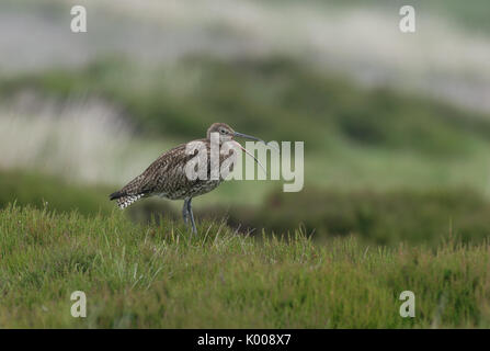 Curlew, Numenius arquata-chiamando. Regno Unito Foto Stock