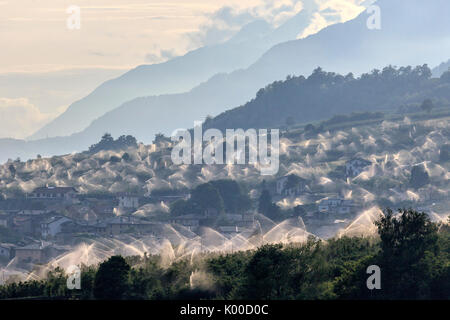 Abbeveraggio meleti Ponte in Valtellina. Lombardia Italia Europa Foto Stock
