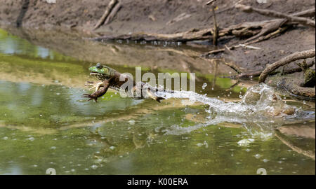 Adulto American bullfrog (Lithobates catesbeianus) saltare in una foresta lago, Ames, Iowa, USA Foto Stock