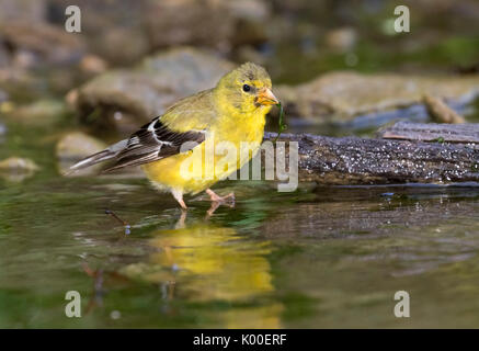 American cardellino (Spinus tristis), femmina adulta, mangiare alghe in un flusso di acqua, Ames, Iowa, USA Foto Stock