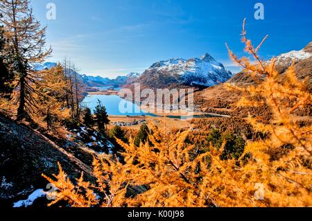 Colori autunnali in Sil. Engadina. Il Cantone dei Grigioni Svizzera Europa Foto Stock