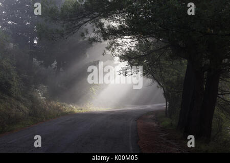 Potenti raggi di sole taglio attraverso la nebbia su una strada in mezzo di alcuni alberi nelle ombre Foto Stock