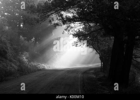 Potenti raggi di sole taglio attraverso la nebbia su una strada in mezzo di alcuni alberi nelle ombre Foto Stock