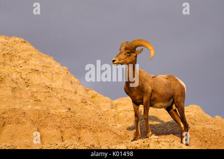 Un Bighorn scale una scogliera al tramonto nel deserto Foto Stock