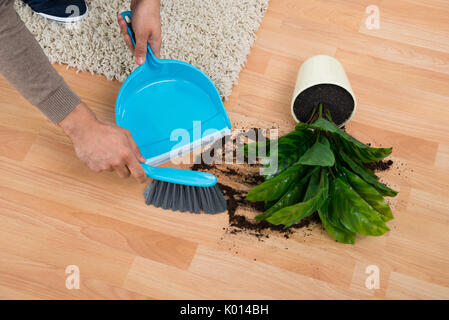 Tagliate le mani dell uomo di pulizia schizzi di fango dalla pianta in vaso sul pavimento a casa Foto Stock
