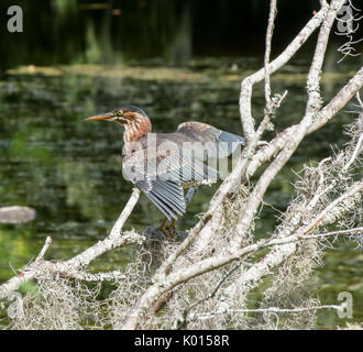 Bellissimi giardini del sud - cigni, ragni, uccelli e farfalle adornano l'acqua e alberi Foto Stock