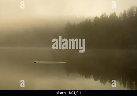 Un anatra nuotare in acqua con alberi oscurato da una nebbia fitta, Loch Ard, Aberfoyle, Scozia Foto Stock