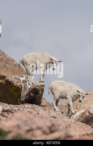 Capre di montagna, Mt Evans, Colorado Foto Stock