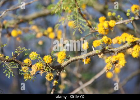 Acacia fiore giallo Foto Stock