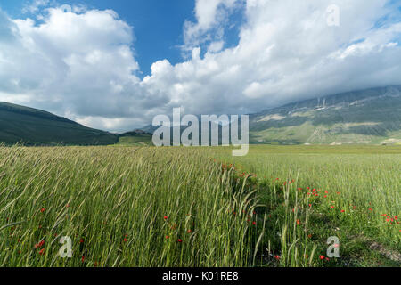 Verdi campi di spighe di grano cornice del borgo medievale di Castelluccio di Norcia Provincia di Perugia Umbria Italia Europa Foto Stock