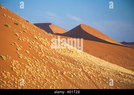 Impianti a secco sulle dune sabbiose Deadvlei Sossusvlei deserto del Namib Naukluft National Park Namibia Africa Foto Stock