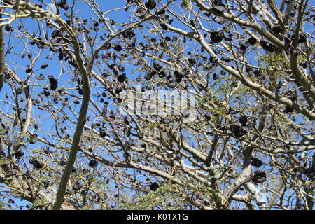 Struttura autoctone Foto Stock