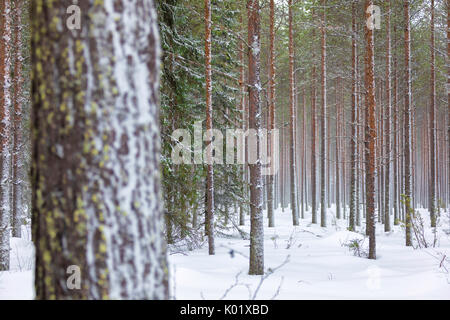 Dettagli di tronchi di alberi in boschi innevati Alaniemi Rovaniemi Lapponia Regione Finlandia Europa Foto Stock