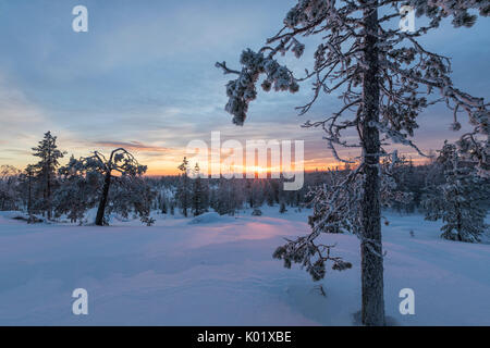 Le ultime luci del tramonto artico sui boschi innevati Vennivaara Rovaniemi Lapponia Regione Finlandia Europa Foto Stock