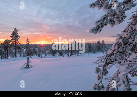 Le ultime luci del tramonto artico sui boschi innevati Vennivaara Rovaniemi Lapponia Regione Finlandia Europa Foto Stock