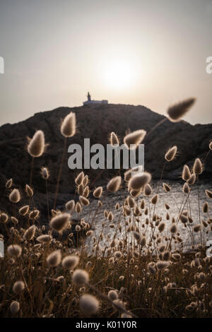 Fiori d'estate telaio le silhouette di La Pietra faro al tramonto Ile Rousse Balagne in Corsica Francia Europa Foto Stock