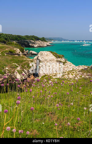 Fiori ed erba del telaio terrestre il turchese del mare in estate Sperone Bonifacio Corsica del Sud Francia Europa Foto Stock