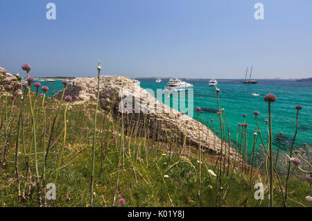 Fiori ed erba del telaio entroterra gli yacht ormeggiati nel mare turchese Sperone Bonifacio Corsica del Sud Francia Europa Foto Stock