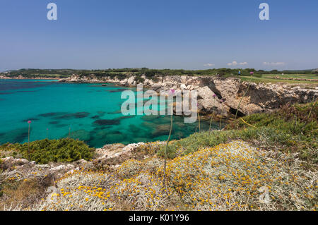 Fiori nel telaio terrestre il turchese del mare e il campo da golf in estate Sperone Bonifacio Corsica del Sud Francia Europa Foto Stock