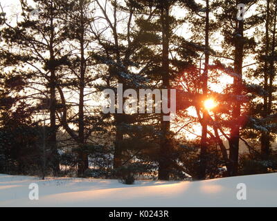 Tramonto attraverso treeline Foto Stock