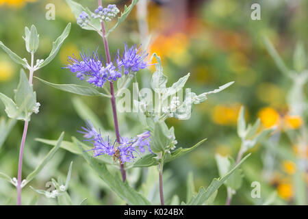 Barbe-bleue fiori Foto Stock