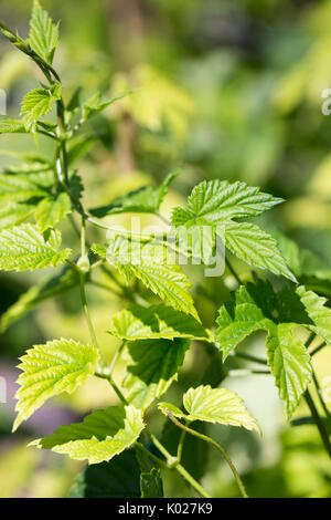 Hop verde lascia sulla vite Foto Stock