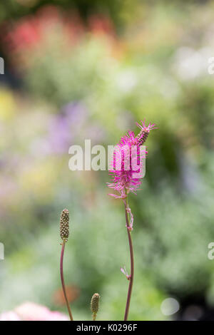 Summer Flower Garden Foto Stock