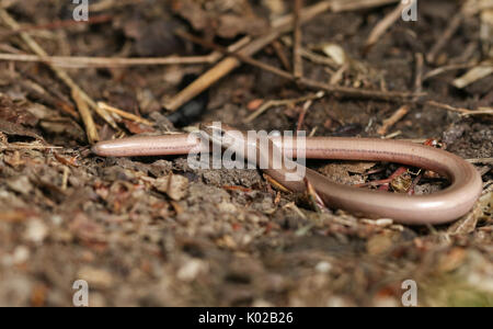 Un giovane slow-worm (Anguis fragilis) la caccia nel sottobosco. Foto Stock