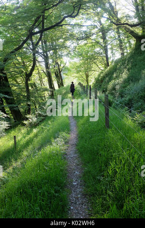 Una figura entra nella distanza giù per un sentiero di bosco come fasci di luce del sole attraverso le foglie Foto Stock