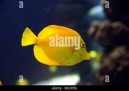 Zebrasoma flavescens, giallo surgeonfish. Di colore giallo brillante Coral reef il pesce in acqua salata Foto Stock