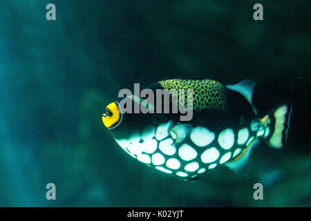 Clown triggerfish Balistoides conspicillum nuota su una scogliera di corallo Foto Stock