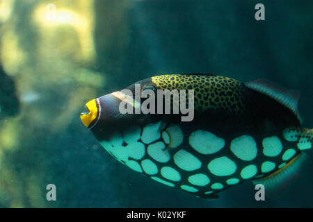 Clown triggerfish Balistoides conspicillum nuota su una scogliera di corallo Foto Stock