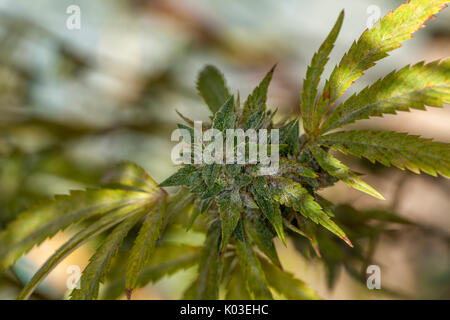 La marijuana bud al suo picco maturo, CALIFORNIA, STATI UNITI D'AMERICA Foto Stock