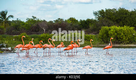 I fenicotteri a Celestun Riserva della Biosfera, Yucatan, Messico Foto Stock