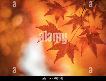 Foglie di autunno, molto superficiale la messa a fuoco Foto Stock