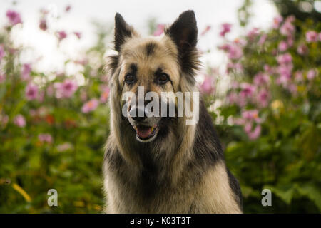 Nero e crema con i capelli lunghi pastore tedesco cane. Attraente di dodici anni alsaziano seduto davanti di fiori Foto Stock