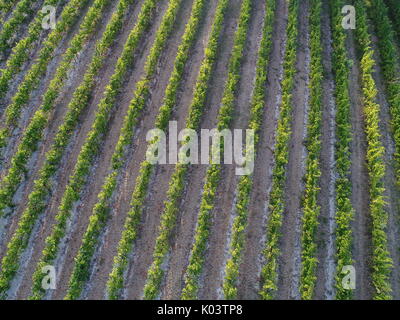 Vista aerea su un vigneto nelle colline di Bologna, Italia. Il Pignoletto vino Foto Stock