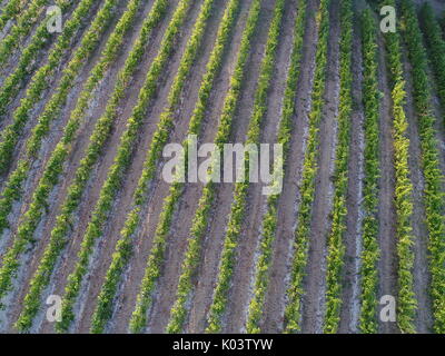 Vista aerea su un vigneto nelle colline di Bologna, Italia. Il Pignoletto vino Foto Stock