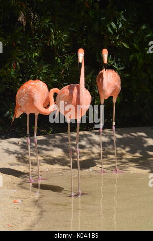 Animali di tutto il mondo Foto Stock