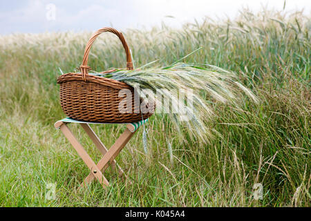 Cestello con grano su uno sgabello davanti a cornfield Foto Stock