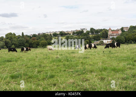 Una scena rurale a Petersham Meadows, Richmond, Surrey. Foto Stock