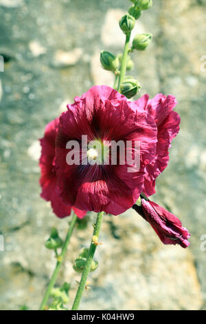 Rosa hollyhock contro un muro a Saint Valery sur somme, somme, Hauts de France, Francia Foto Stock