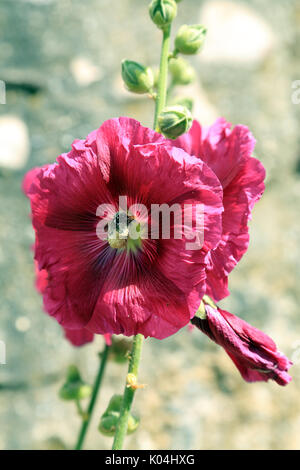 Rosa hollyhock contro un muro a Saint Valery sur somme, somme, Hauts de France, Francia Foto Stock